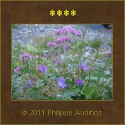 Image n53 - Bouquet de fleurs