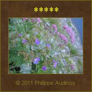 Image n54 - Au bord du chemin...