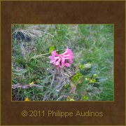 Image n76 - Fleurs de rhododendron