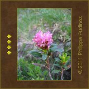 Image n77 - Fleurs de rhododendron