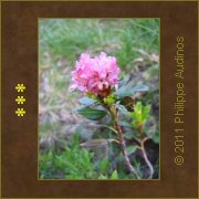 Image n78 - Fleurs de rhododendron