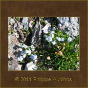 Image n61 - Quelques myosotis