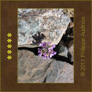 Image n69 - Dans les rochers