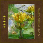 Image n45 - Grande gentiane