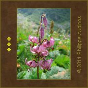 Image n73 - Fleurs de lys