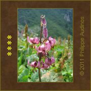 Image n74 - Fleurs de lys