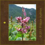 Image n75 - Fleurs de lys