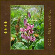 Image n76 - Fleurs de lys
