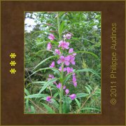 Image n80 - Epilobe