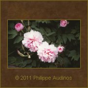 Image n12 - Grandes fleurs roses