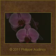 Image n1 - Fleurs de l'ombre