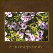 Image n2 - Tapis de fleurs mauves