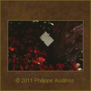 Image n3 - Petites fleurs rouges