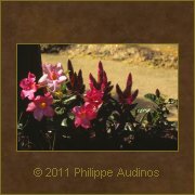 Image n6 - Dans le rose