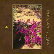Image n7 - Violet dor