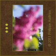 Image n17 - Rose et vert presque transparents