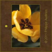 Image n18 - Arc de tulipe au soleil