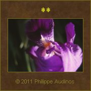 Image n19 - Iris ensoleille