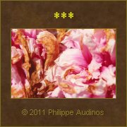 Image n20 - Ptales vieillis par le temps