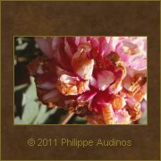 Image n21 - Du rose dteint au marron