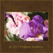 Image n22 - Iris mal cadres