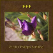 Image n23 - Iris referm
