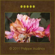 Image n35 - Fleur commenant  se desscher
