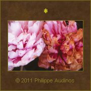 Image n25 - Fleurs retournant  la poussire