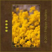 Image n36 - Corbeilles d'or