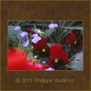 Image n29 - Des penses mlanges  des myosotis