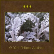 Image n34 - Flore gothique ptrifie