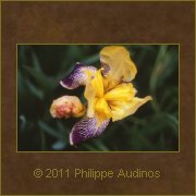 Image n37 - Iris fonc au coeur jaune