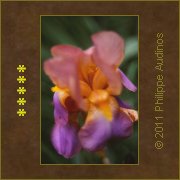 Image n41 - Iris mauve au coeur dor