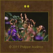 Image n39 - Jardin d'iris fans