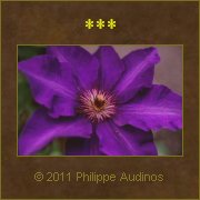 Image n40 - Grande fleur violette