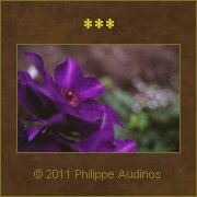 Image n42 - Violet - vert - brun