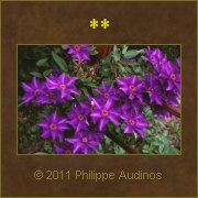 Image n42 - Abondance violette