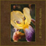 Image n43 - Iris ray de violet