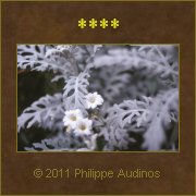 Image n43 - Fleurs gothiques ptrifies