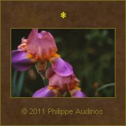 Image n46 - Iris superposs
