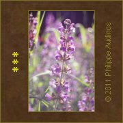 Image n47 - Fleurs mauves blouissantes