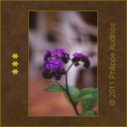 Image n44 - Plant de verveine