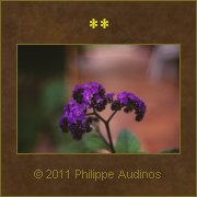 Image n45 - Bouquet de verveine
