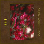 Image n51 - Tches rouges flamboyantes