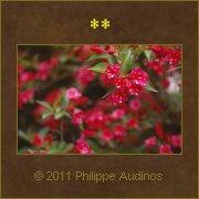 Image n52 - Petites clochettes rouges
