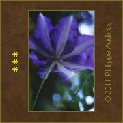 Image n48 - Bleu et vert