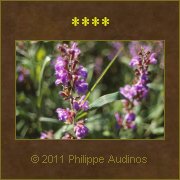 Image n49 - Fleurs mauves