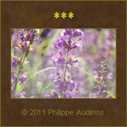 Image n50 - Fleurs mauves ensoleilles
