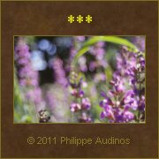 Image n59 - Fleurs mauves et floues