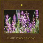 Image n61 - Fleurs mauves